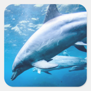 水中イルカ スクエアシール