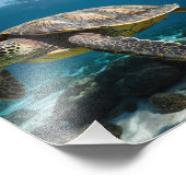 水中ウミガメ フォトプリント            (角)