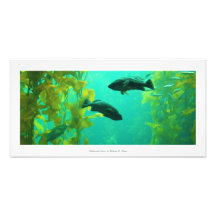 「水中オアシス」自然写真プリント