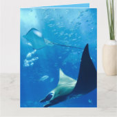 水中カッコいいのアカエイ カード (正面)