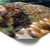 水中シーン ポスター (角)