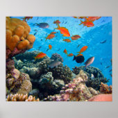 水中シーン ポスター (正面)
