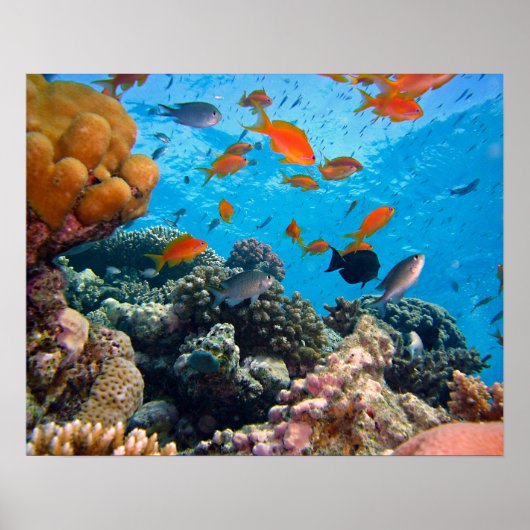 水中シーン ポスター (正面)