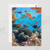 水中シーン ポストカード (正面/裏面)