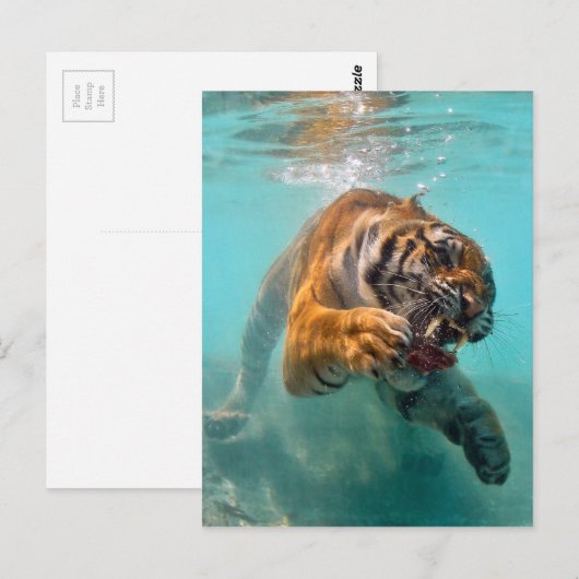 水中トラ ポストカード (正面/裏面)