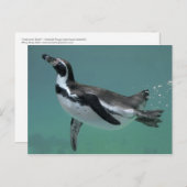 水中バレエはがき ポストカード (正面/裏面)