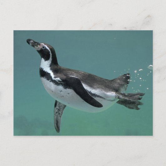 水中バレエはがき ポストカード (正面)