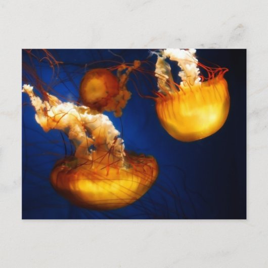 水中バレエはがき ポストカード (正面)