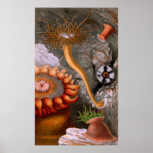 水中ライフ4/10 ポスター (正面)