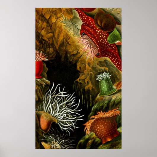 水中ライフ8/10 ポスター (正面)