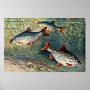 水中ワールドシリーズ4位 ポスター