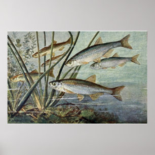 水中世界シリーズ第1戦 ポスター