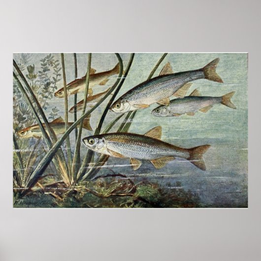 水中世界シリーズ第1戦 ポスター (正面)