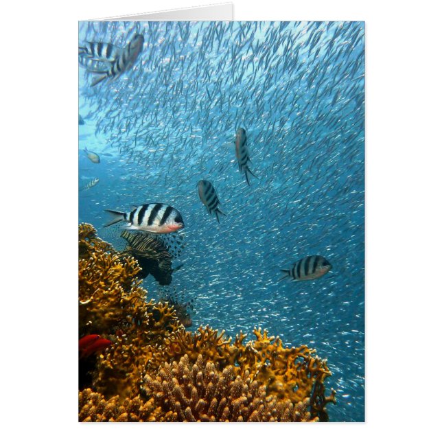 水中世界 (正面)