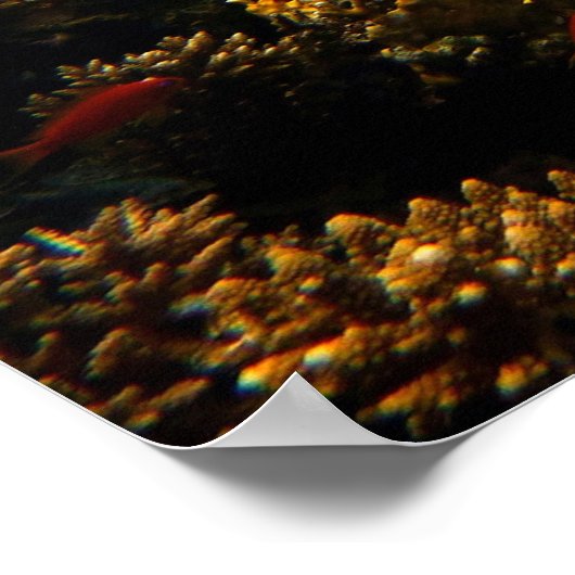 水中世界 ポスター (角)