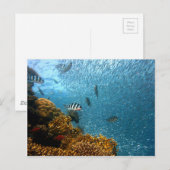 水中世界 ポストカード (正面/裏面)