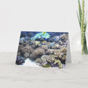 水中写真撮影-多彩な熱帯魚 カード