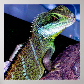 水中国の竜 ポスター