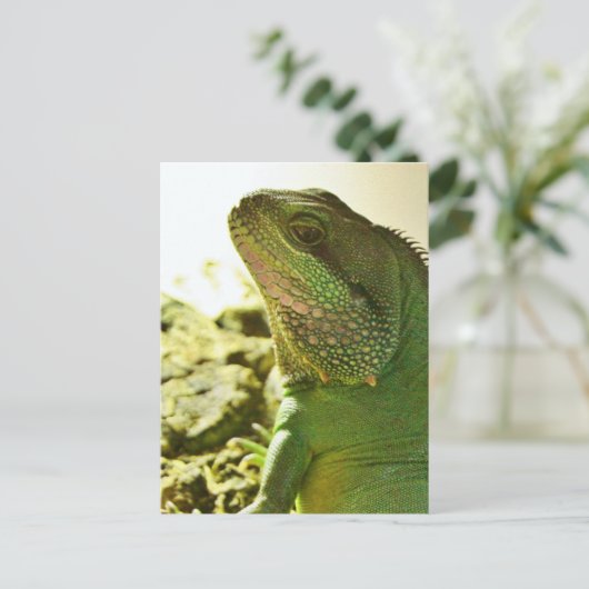 水中国の竜 ポストカード (スタンド正面)