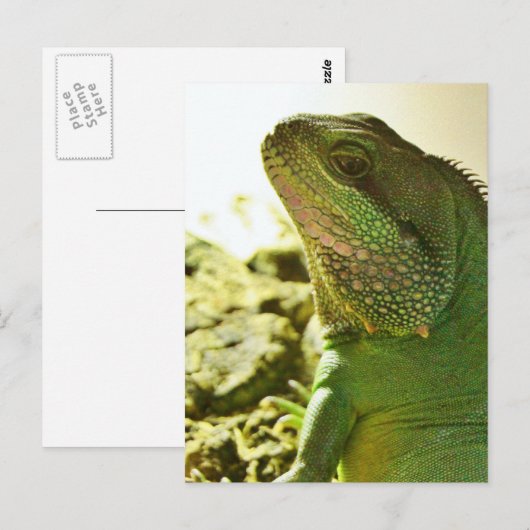 水中国の竜 ポストカード (正面/裏面)