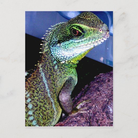 水中国の竜 ポストカード (正面)