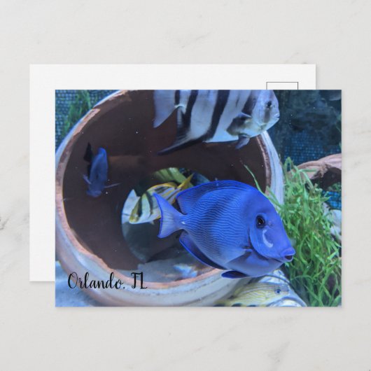 水中挨拶 ポストカード (正面/裏面)