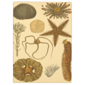 水中海の創造物 クリップボード (裏面)