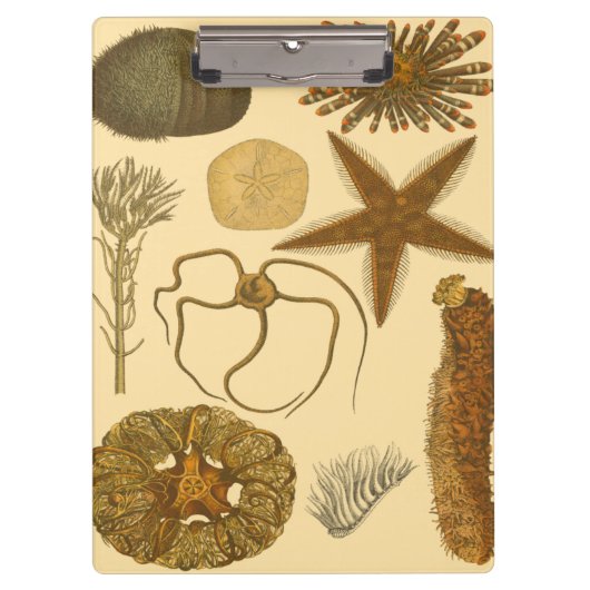 水中海の創造物 クリップボード (正面)