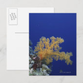 水中珊瑚 ポストカード (正面/裏面)