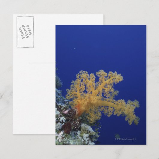 水中珊瑚 ポストカード (正面/裏面)