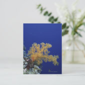 水中珊瑚 ポストカード (スタンド正面)