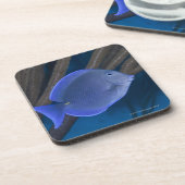 水中生命: 海が付いているAcanthurusのcoeruleus コースター (左側)