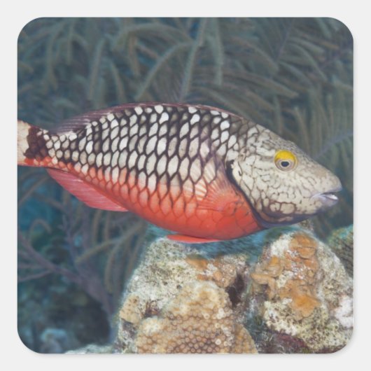 水中生命、魚：カラフルストップライト スクエアシール (正面)