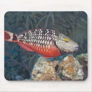 水中生命、魚:カラフルストップライト マウスパッド