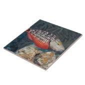 水中生命、魚: 多彩な信号 タイル (側面)