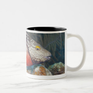 水中生命、魚: 多彩な信号 ツートーンマグカップ