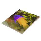 水中生命、魚:  多彩な妖精のBasslet タイル (側面)