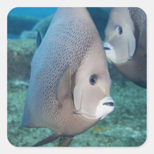 水中生命、魚：灰色のアンジェルフィッシュのペア スクエアシール (正面)