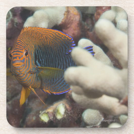 水中生命; 魚: 陶工のポートレート コースター (正面)