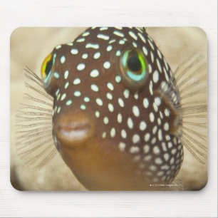水中生命; 魚: aのクローズアップのポートレート マウスパッド
