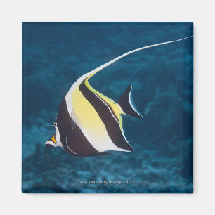 水中生命; 魚: Moorishの偶像(Zanclus マグネット