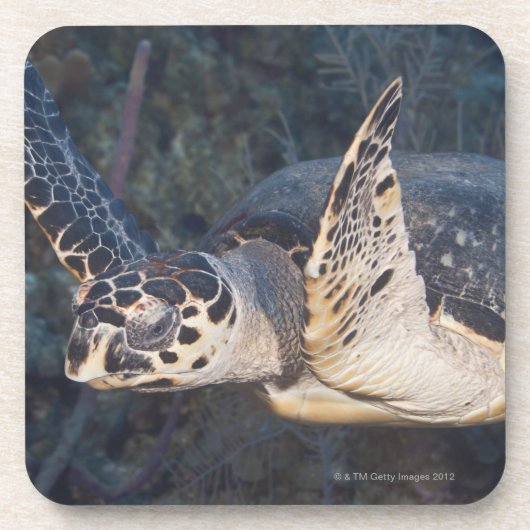 水中生命: Hawksbillのウミガメ2 コースター (正面)