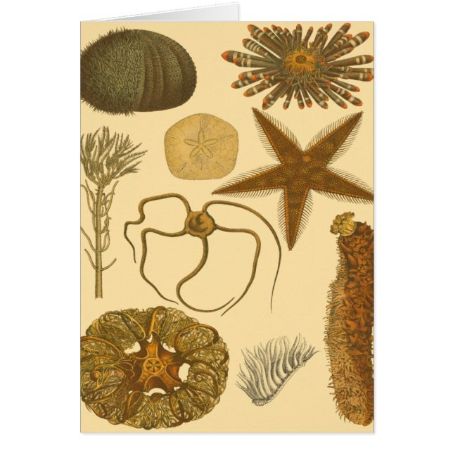 水中生物 (正面)