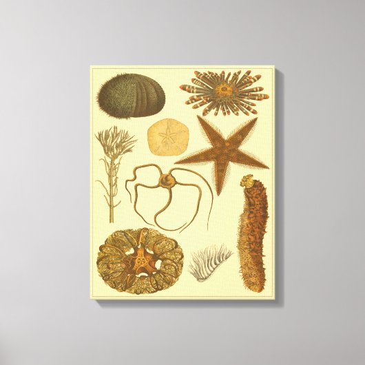 水中生物 キャンバスプリント (正面)