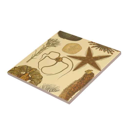 水中生物 タイル (側面)