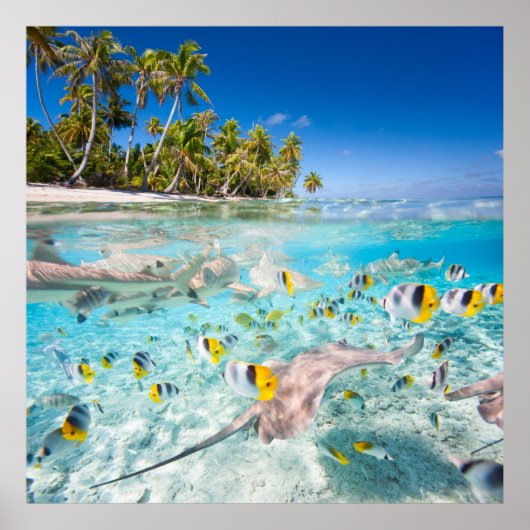 水中生物 ポスター (正面)