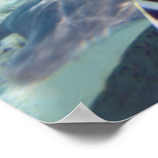 水中生物 ポスター (角)