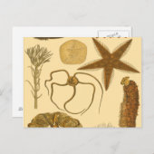 水中生物 ポストカード (正面/裏面)