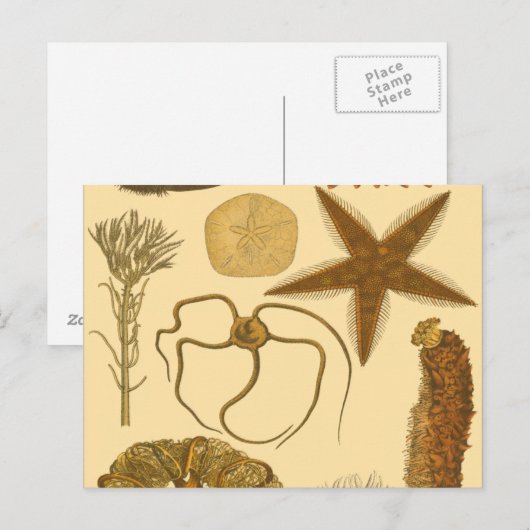 水中生物 ポストカード (正面/裏面)