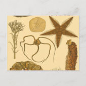 水中生物 ポストカード (正面)